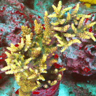 "OG Bali Shortcake. A stunning contrast of colors- It features a vivid green base, bold yellow branches, and eye-catching red polyps and tips."