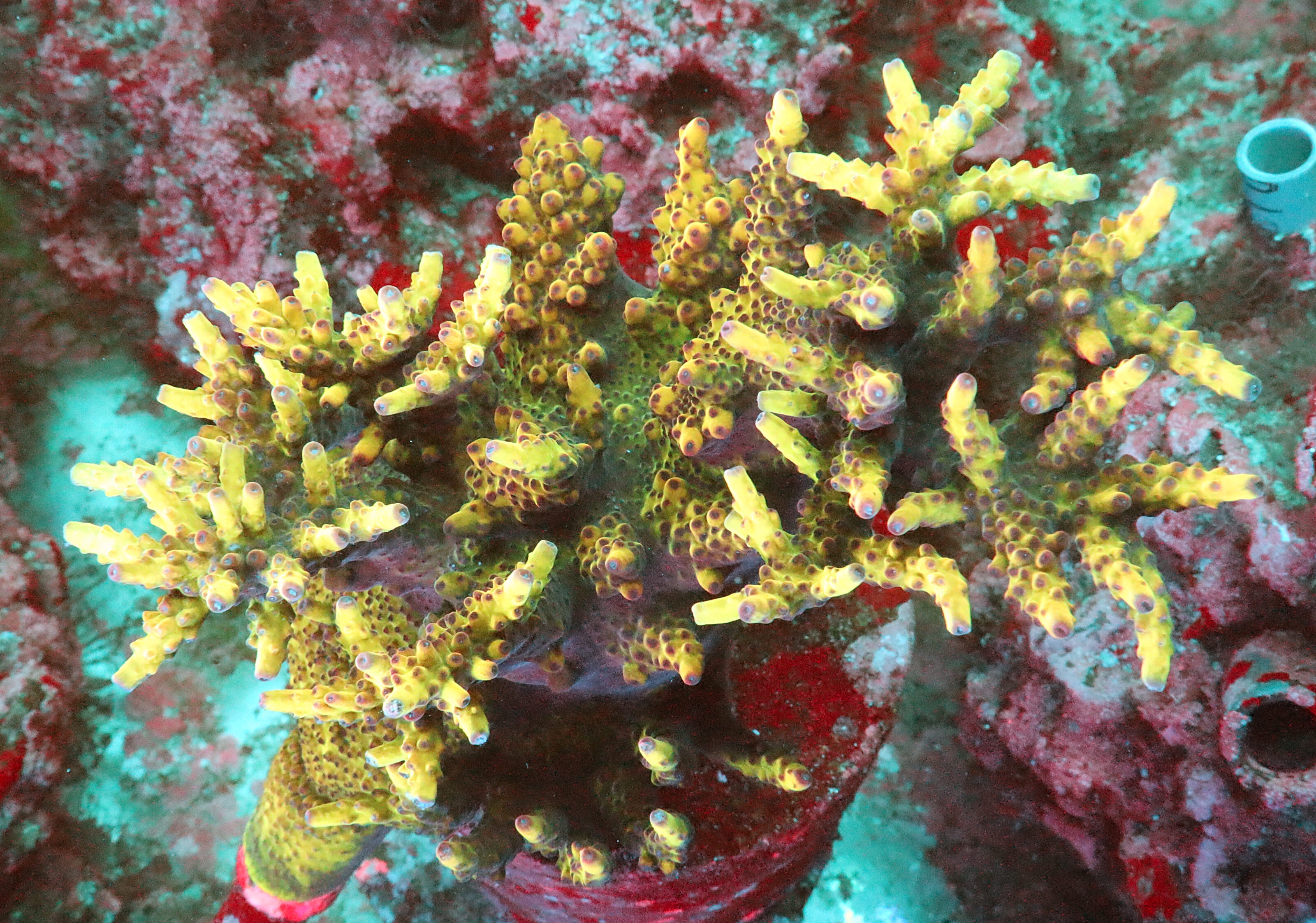 Acropora sp. – AK OG Bali Shortcake- Aquacultured Colony - Image 2