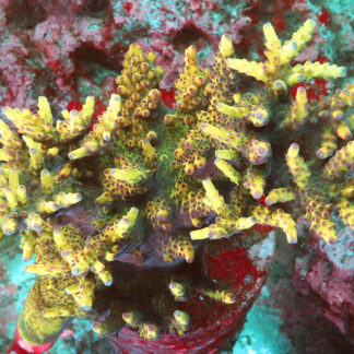 Alternative view of Acropora sp. – AK OG Bali Shortcake- Aquacultured Colony