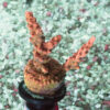 Acropora Hyacinthus- AK Red Draco Frag#2 WYSIWYG