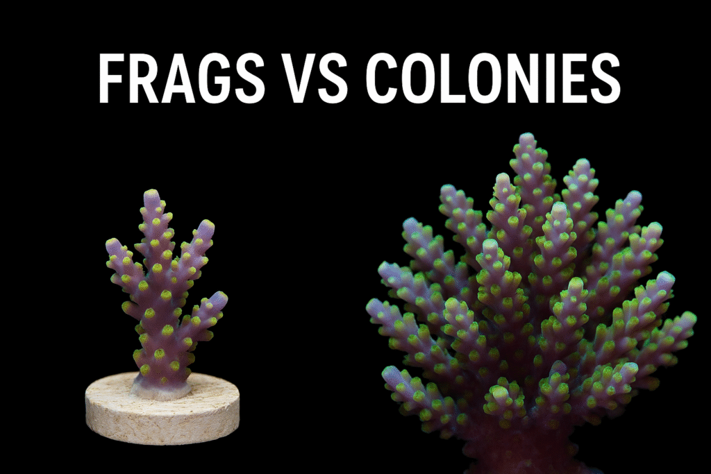 Acropora Frag vs Colony – Frags vs Colonies Comparison