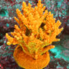Acropora Rosaria- The AK Golden Jawdropper is relatively easy acropora. It is characterized by a green base, golden branches, and yellow tips.