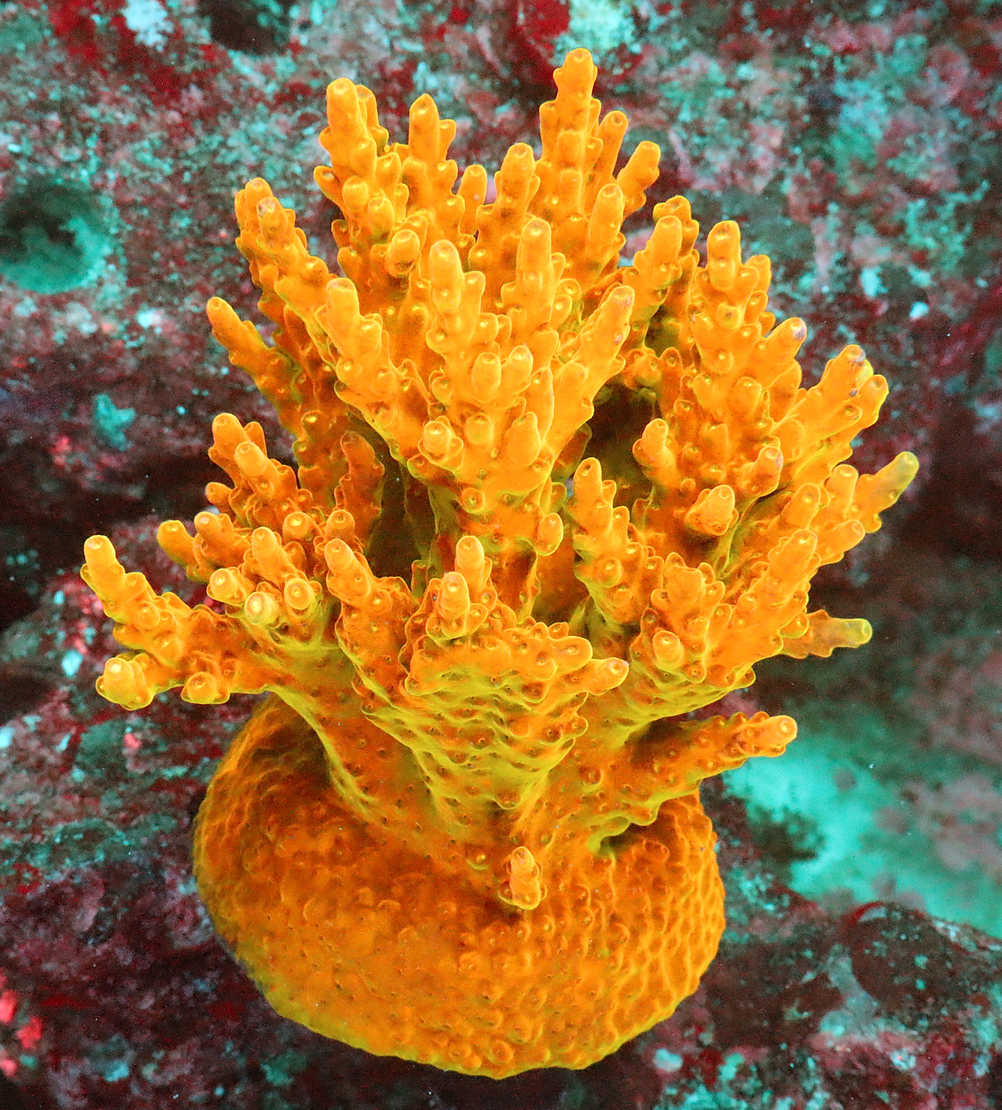 Acropora Rosaria- The AK Golden Jawdropper is relatively easy acropora. It is characterized by a green base, golden branches, and yellow tips.