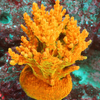 Acropora Rosaria- The AK Golden Jawdropper is relatively easy acropora. It is characterized by a green base, golden branches, and yellow tips.