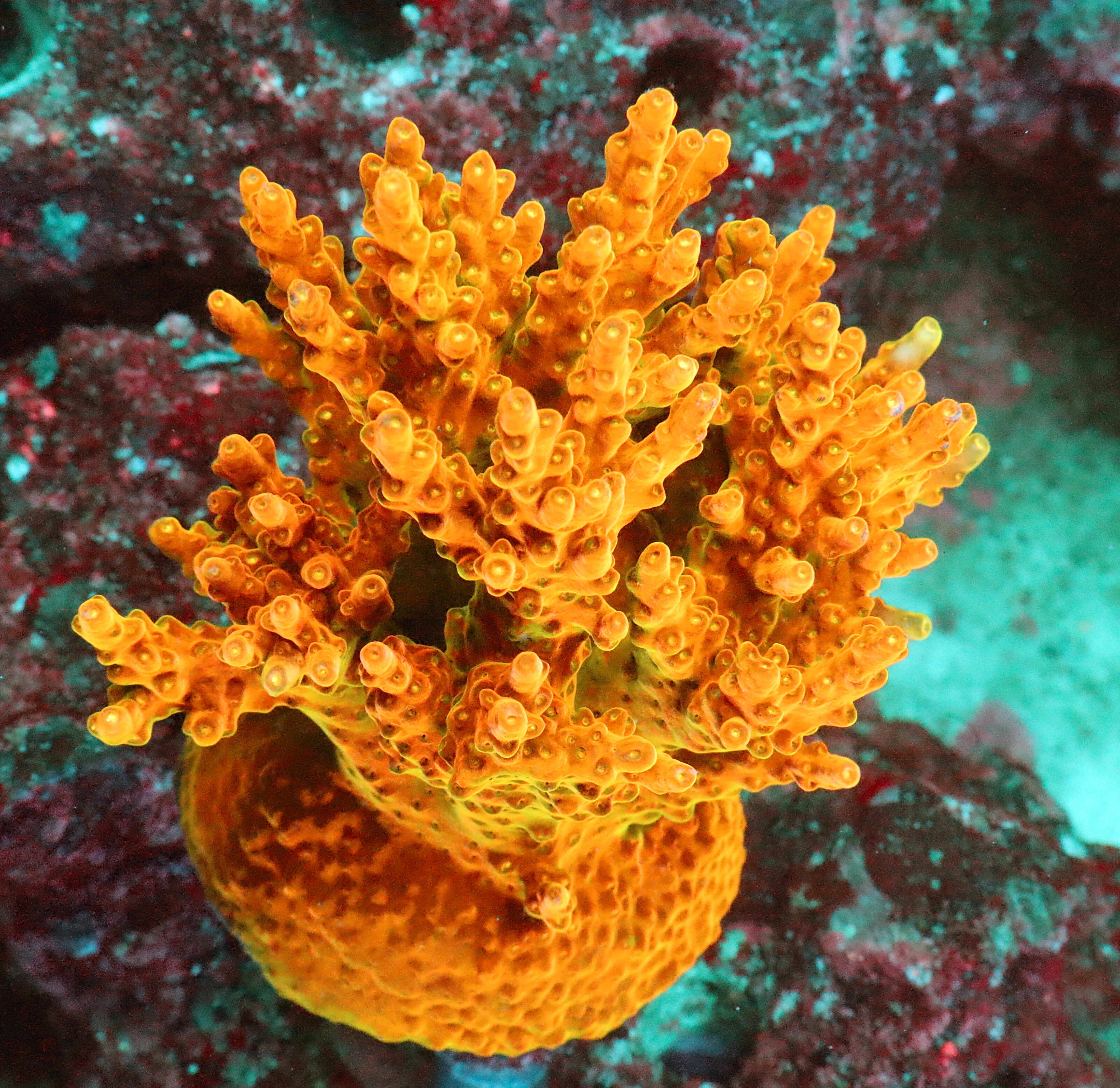 Acropora Rosaria- The AK Golden Jawdropper is relatively easy acropora. It is characterized by a green base, golden branches, and yellow tips.
