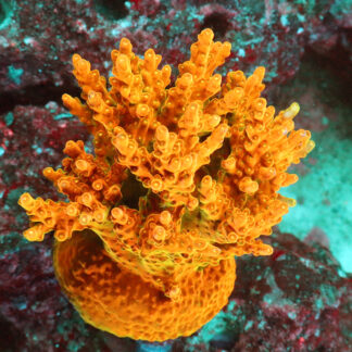 Acropora Rosaria- The AK Golden Jawdropper is relatively easy acropora. It is characterized by a green base, golden branches, and yellow tips.