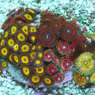 "Zoa Garden #1 featuring six vibrant zoanthid varieties growing together, creating a colourful and lush reef display"