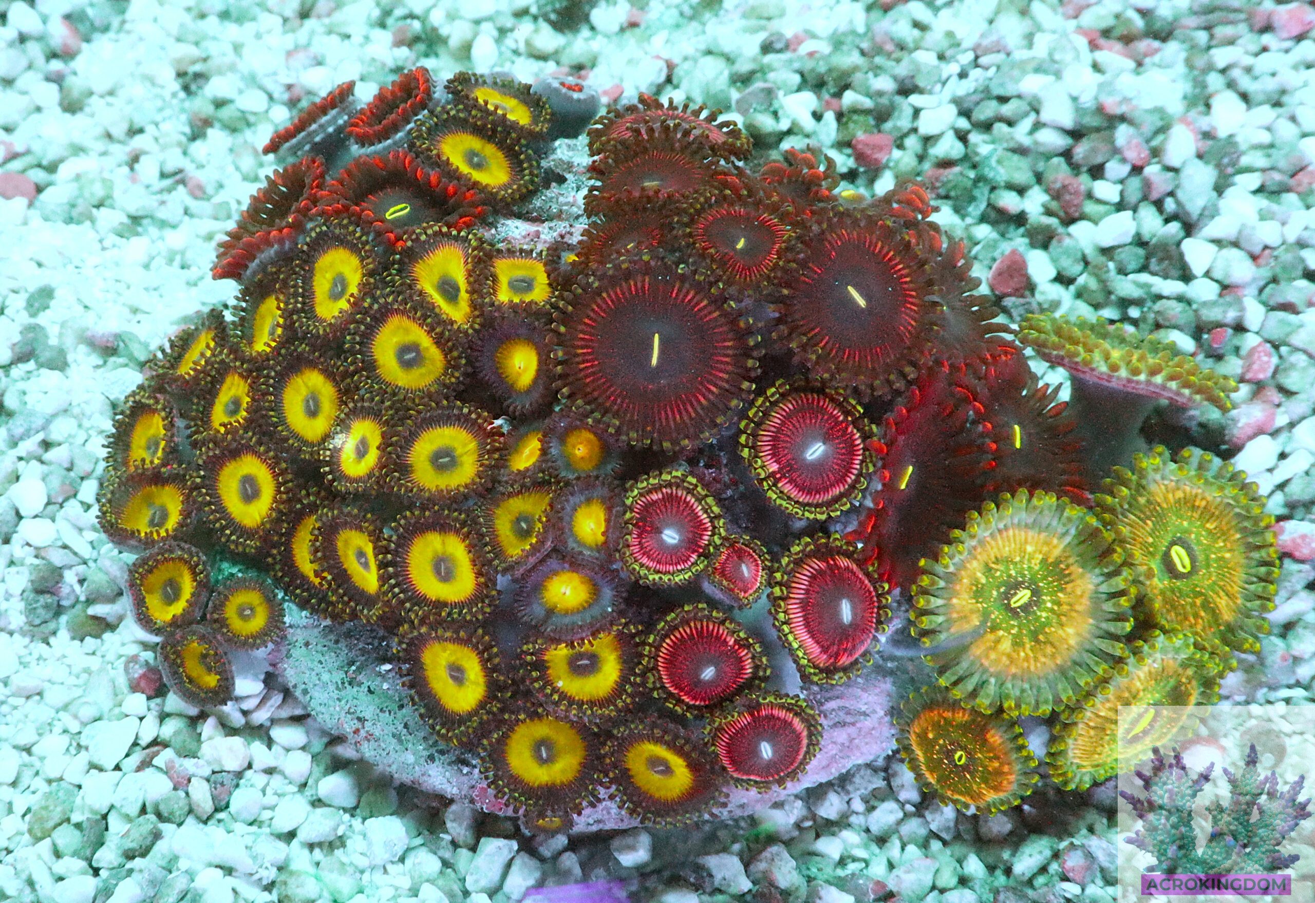 "Zoa Garden #1 featuring six vibrant zoanthid varieties growing together, creating a colourful and lush reef display"