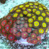 "Zoa Garden #2 featuring three vibrant zoanthid varieties growing together, creating a colourful and lush reef display"