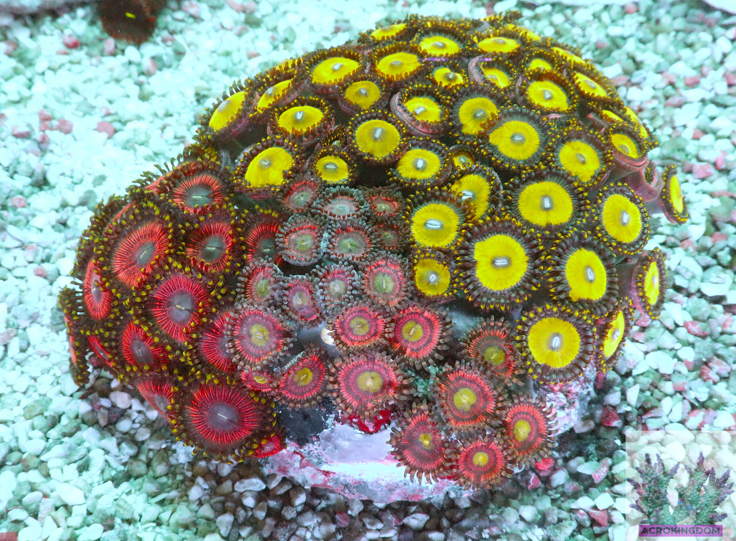 "Zoa Garden #2 featuring three vibrant zoanthid varieties growing together, creating a colourful and lush reef display"