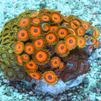 "Zoa Garden #3 featuring three vibrant zoanthid varieties growing together, creating a colourful and lush reef display"