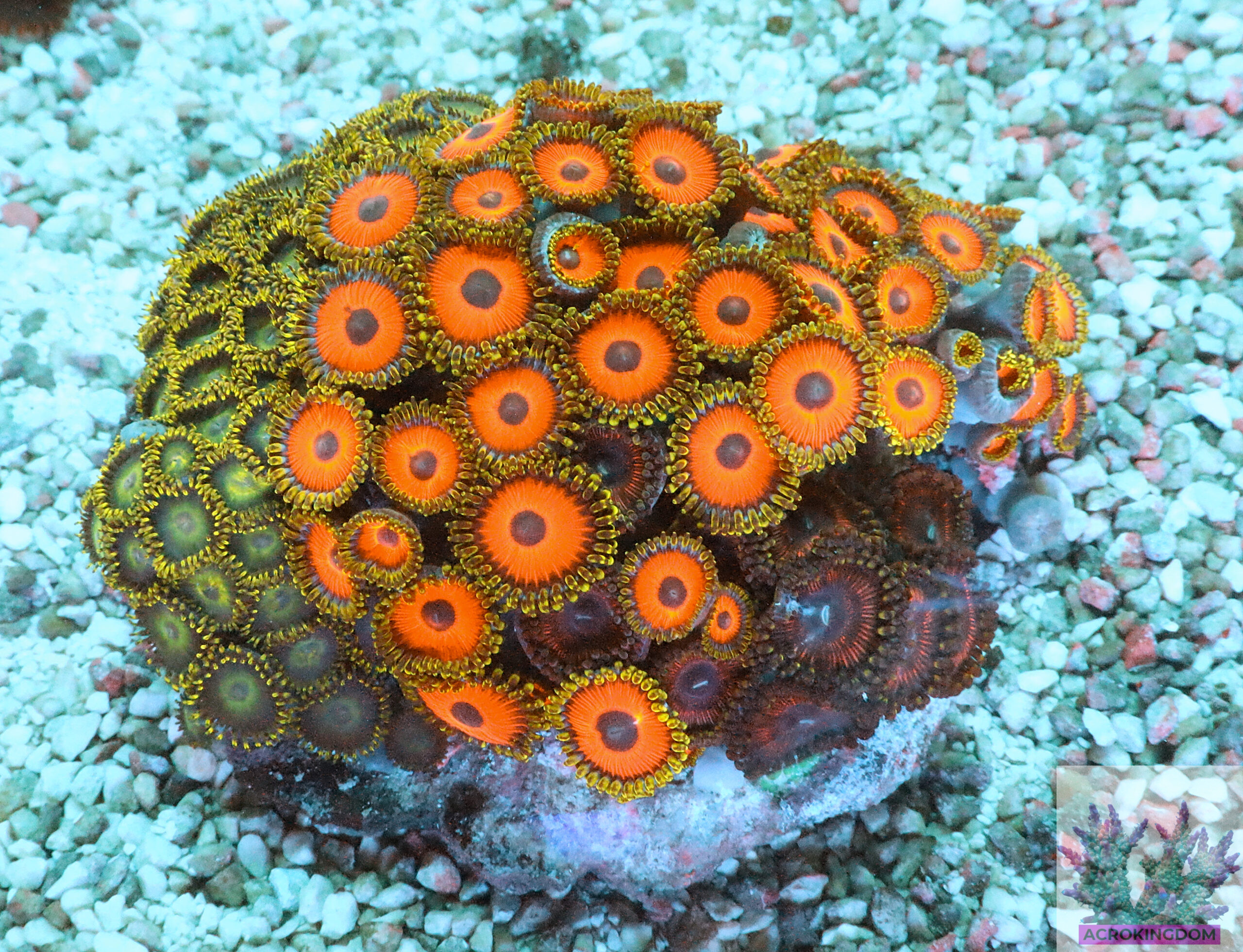"Zoa Garden #3 featuring three vibrant zoanthid varieties growing together, creating a colourful and lush reef display"