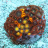 "Zoa Garden #4 featuring five vibrant zoanthid varieties growing together, creating a colourful and lush reef display"