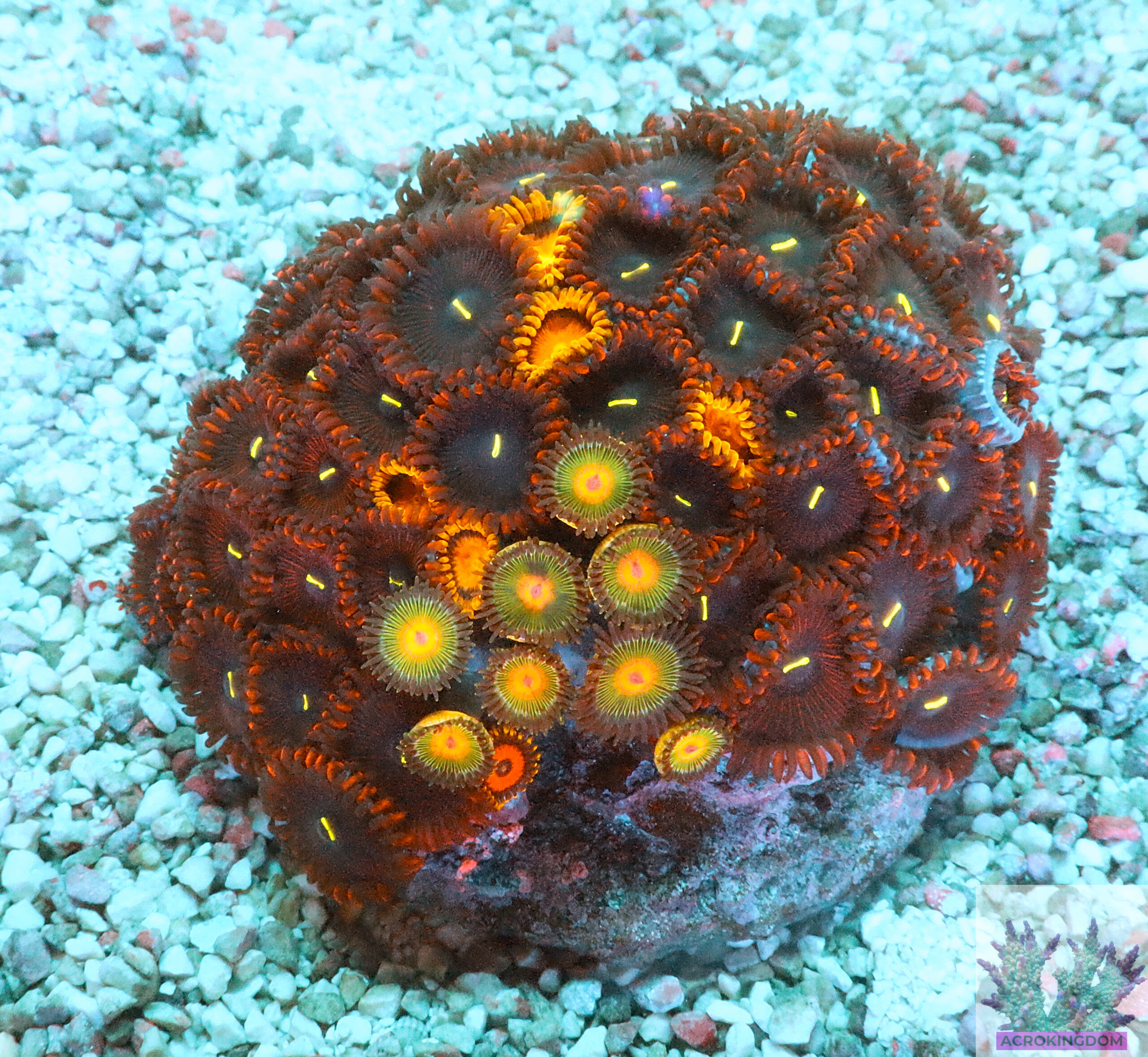 "Zoa Garden #4 featuring five vibrant zoanthid varieties growing together, creating a colourful and lush reef display"