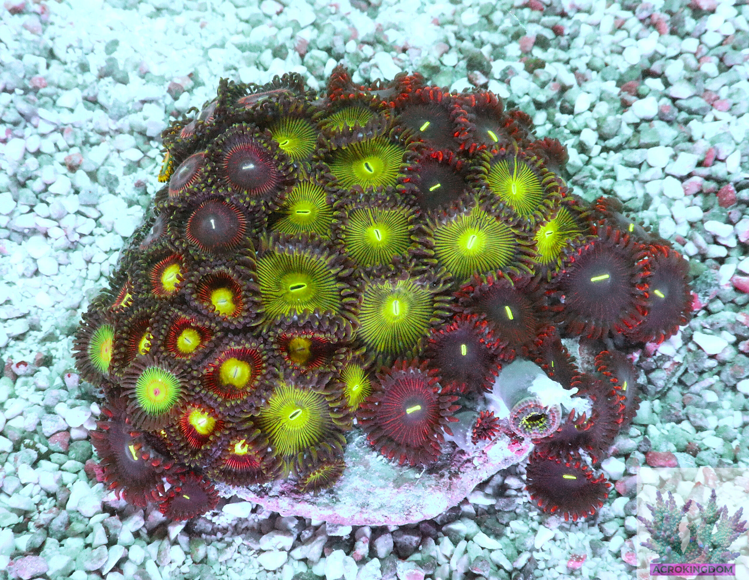 "Zoa Garden #6 featuring seven vibrant zoanthid varieties growing together, creating a colourful and lush reef display"