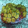 "Zoa Garden #7 featuring four vibrant zoanthid varieties growing together, creating a colourful and lush reef display"