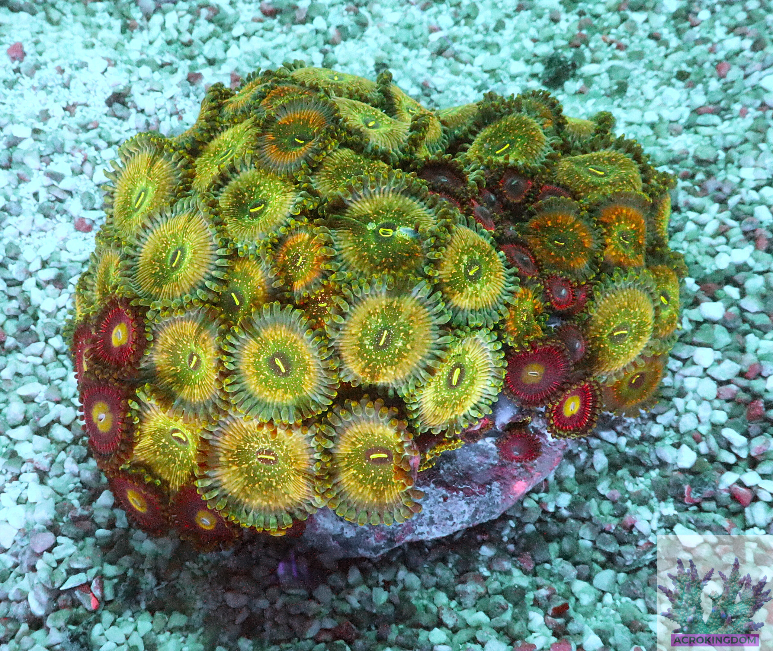 "Zoa Garden #7 featuring four vibrant zoanthid varieties growing together, creating a colourful and lush reef display"