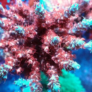 AQUACULTURED ACROPORA COLONIES