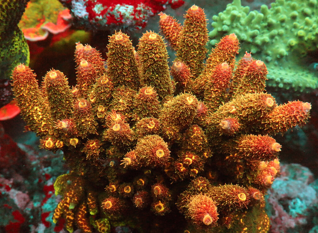 AK Golden Fairy Acropora Anthocercis