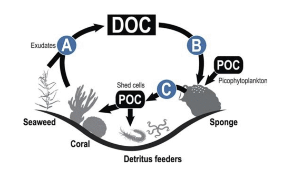 DOC in reef aquaria