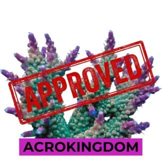 ACROKINGDOM APPROVED
